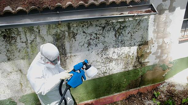 Trusted Attic Mold Removal service in Norwood, NY - Cheap Mold Removal